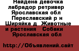 Найдена девочка лабрадор-ретривер - Ярославская обл., Переславский р-н, Ширяйка д. Животные и растения » Собаки   . Ярославская обл.